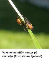 Voksne-hunnflatt-venter_VK