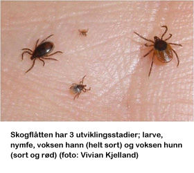 Skogflåtten har 3 utviklingsstadier; larve, nymfe, voksen hann (helt sort) og voksen hunn (sort og rød) (foto: Vivian Kjelland) 